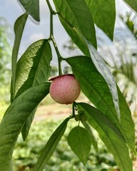 katuk fruit on tree