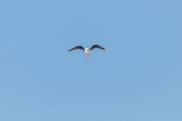 Viniendo de frente una hermosa Cigüeñuela común (Himantopus himantopus) 