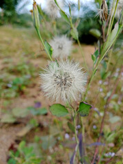 dandelion seed head