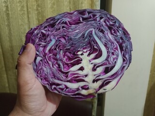 Red cabbage vegetable holding a hand. Red Vegetable for a colorful recipe. Red cabbage delicious as...