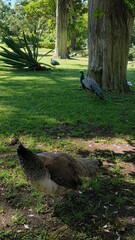 Group of Peacocks Resting and Walking in Shaded Botanical Garden in Lisbon