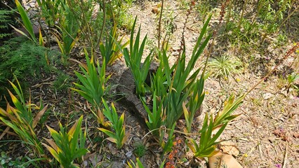 Green sprouts emerging from a cut tree trunk in dry soil — regeneration and nature resilience concept