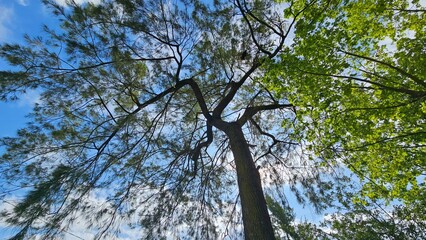 Upward View of Tree Branches Against Blue Sky with Sunlight Filtering Through
