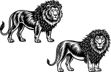 lion and lioness. A lion standing confidently, isolated on a white background.