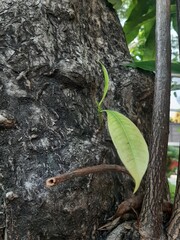 young plant growing on a tree