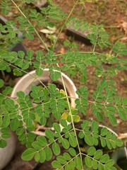 green leaves on a tree