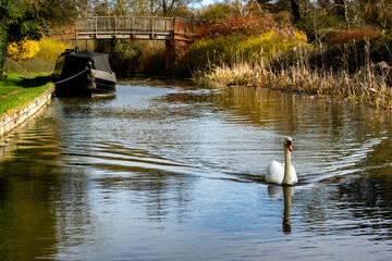 Lone white swan swims on grand union canal in Milton Keynes Buckinghamshire England UK with wooden bridge and narrowboat in background