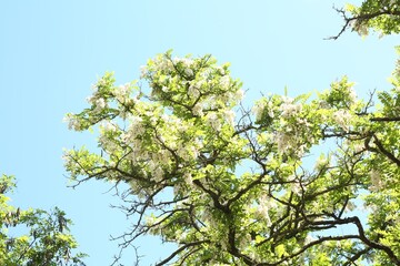 Tree branches with green leaves and flowers under blue sky, low angle view