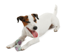 Fototapeta premium Cute dog playing with toy on white background. Lovely pet