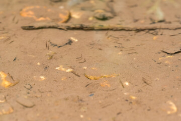 Tadpoles and Small Fish in Shallow Water