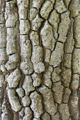 tree bark texture