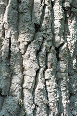 tree bark texture