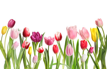 Beautiful bright tulip flowers against white background