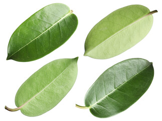 Many green leaves isolated on white, set