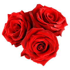 Naklejka premium Beautiful red rose flowers isolated on white