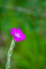 Fototapeta premium pink flower on green background