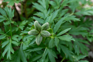 close up of fresh herbs in a forest