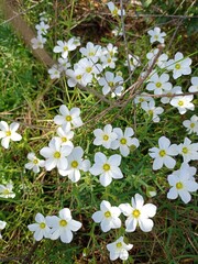 white wild flowers