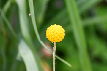 クラスペディア　Billy Buttons 'Golf Beauty'
