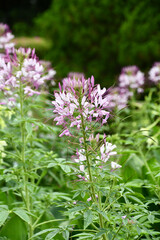 Fototapeta premium クレオメ Spider flower