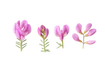 Flat-lay studio photo of pink crown vetch single bloom centered, soft lighting, top-down view, isolated on black background highlighting clustered pea-like petals