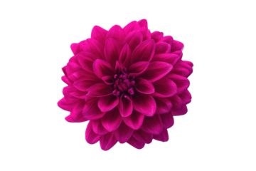 Flat-lay botanical image of clustered magenta dahlia blooms, bright lighting, top-down view, isolated on white background displaying lush layered petals