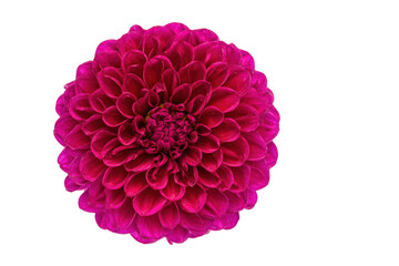 Naklejka premium Flat-lay botanical image of scattered magenta dahlia petals, bright lighting, top-down view, isolated on white background showing rich jewel-toned texture