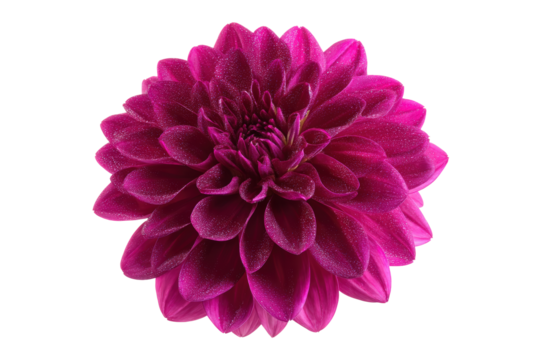 Flat-lay studio photo of clustered magenta dahlia blooms, soft lighting, top-down view, isolated on black background displaying lavish layered petals