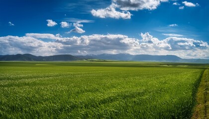 Obraz premium a vast verdant agricultural field stretches to the horizon under a bright partly cloudy sky with mountains visible in the distance