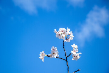 春、青空に咲く桜の花