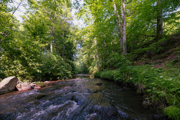  Igneada Stream with Green Trees and Clear Water