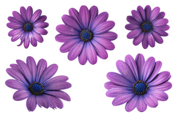 Fototapeta premium Flat-lay studio photo of clustered purple African daisy blooms, bright soft studio lighting, top-down view, isolated on black background revealing vivid petals and botanical detail