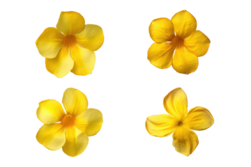 Flat-lay floral composition of allamanda flowers set, no background