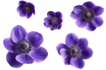 Flat-lay botanical image of purple anemone flower single bloom centered, soft studio lighting, top-down view, isolated on black background highlighting delicate petals and rich violet tones