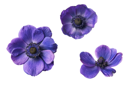 Flat-lay botanical image of purple anemone petals scattered in an artistic pattern, soft studio lighting, top-down view, isolated on black background revealing texture and vivid violet hues