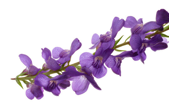 Flat-lay studio photo of a single purple angelonia bloom centered, soft studio lighting, top-down view, isolated on black background highlighting delicate petals and vibrant lavender tones