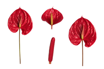 Flat-lay studio photo of scattered bright red anthurium petals with spathe, glossy studio lighting, top-down view, isolated on black background portraying tropical texture and shine