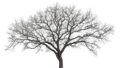 Fototapeta premium Tall Leafless Tree with Intricate Branch Structure and Textured Bark Isolated on White Background
