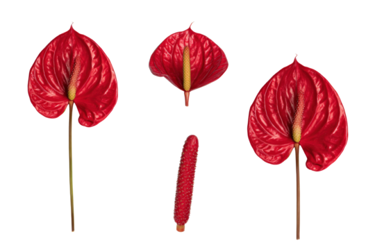Flat-lay studio photo of scattered bright red anthurium petals with spathe, glossy studio lighting, top-down view, isolated on black background portraying tropical texture and shine