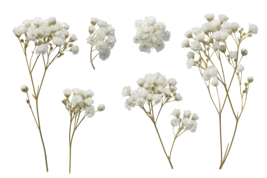 Flat-lay studio photo of clustered baby's breath bouquet, soft studio lighting, top-down view, isolated on black background displaying airy white blossoms