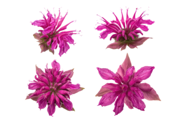 Flat-lay studio photo of scattered bee balm petals, soft lighting, top-down view, isolated on black background showing texture and rich magenta hue