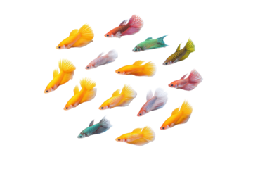 Flat-lay commercial image of betta fish arranged symmetrically, bright studio lighting, side view, isolated on black background highlighting flowing fins and iridescent scales