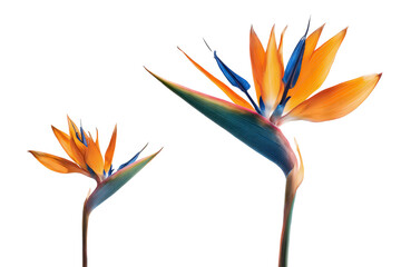 Flat-lay studio photo of single bird-of-paradise bloom centered, soft lighting, top-down view, isolated on black background highlighting striking orange petals and blue tongue