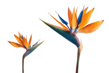 Flat-lay studio photo of single bird-of-paradise bloom centered, soft lighting, top-down view, isolated on black background highlighting striking orange petals and blue tongue
