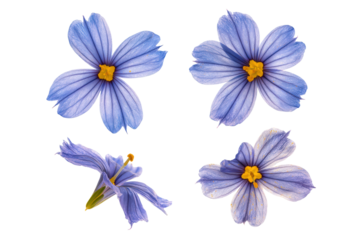 Flat-lay studio photo of blue-eyed grass flowers arranged symmetrically, soft lighting, top-down view, isolated on black background revealing vivid petals and golden centers