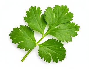 A fresh green coriander leaf, Isolated on white background and ready to enhance culinary delights