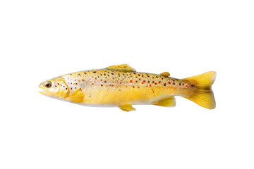 Flat-lay photograph of clustered brown trout fish, bright studio lighting, top-down view, isolated on black background showcasing vivid spots and tender orange meat