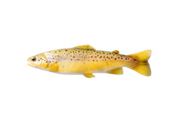 Flat-lay photograph of clustered brown trout fish, bright studio lighting, top-down view, isolated on black background showcasing vivid spots and tender orange meat