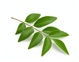 A sprig of fresh curry leaves isolated on white background