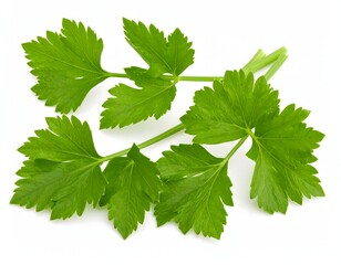 Fresh, vibrant celery leaves, captured in exquisite detail Isolated on white background